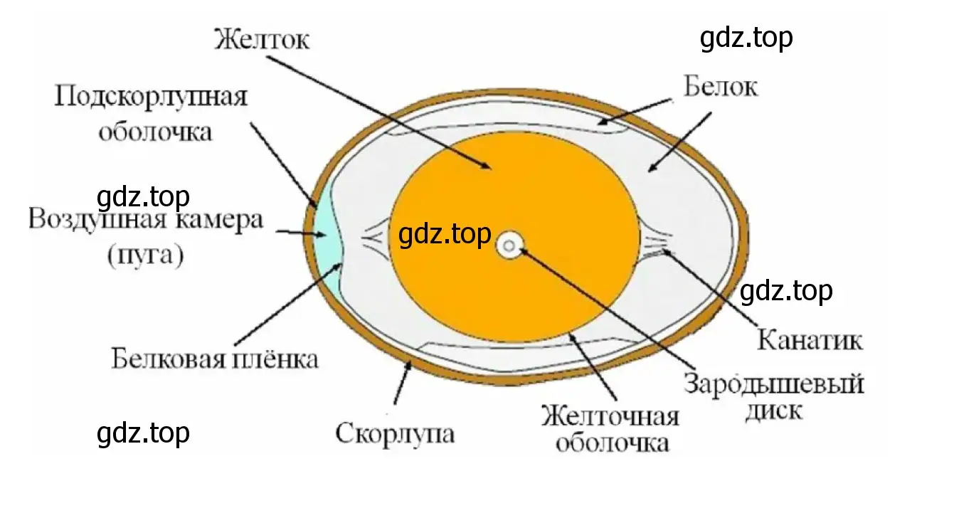 Рисунок. Куриное яйцо в разрезе