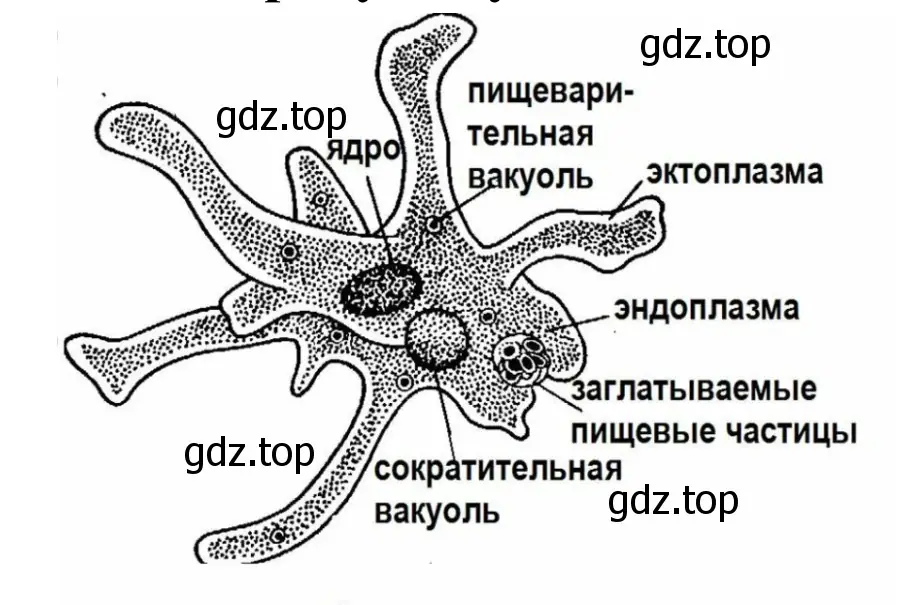 Амёба