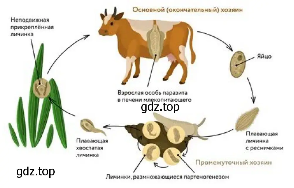 Цикл развития печёночного сосальщика