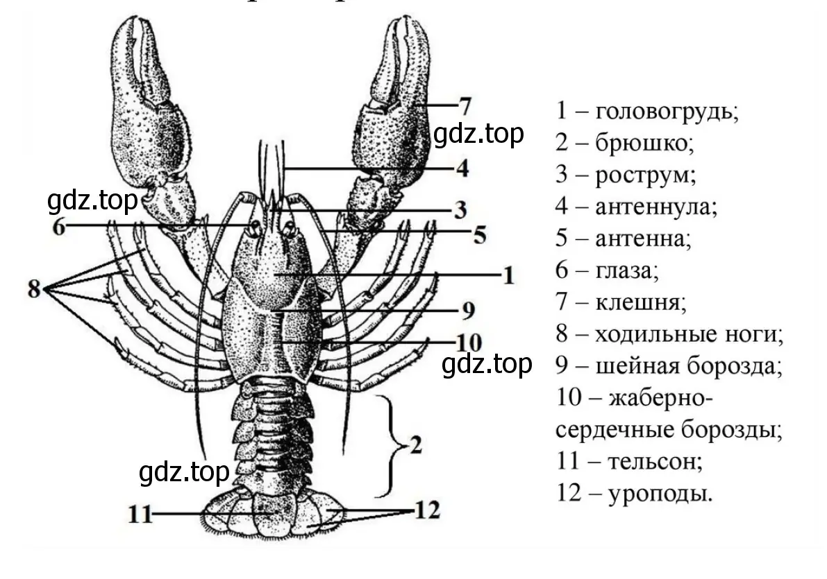 Рисунок. Внешнее строение речного рака (со спинной стороны)