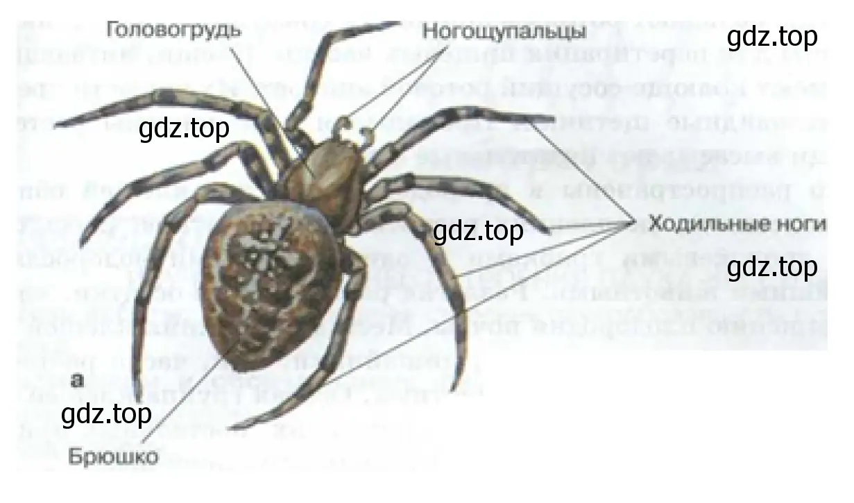 Рисунок. Внешнее строение паука-крестовика