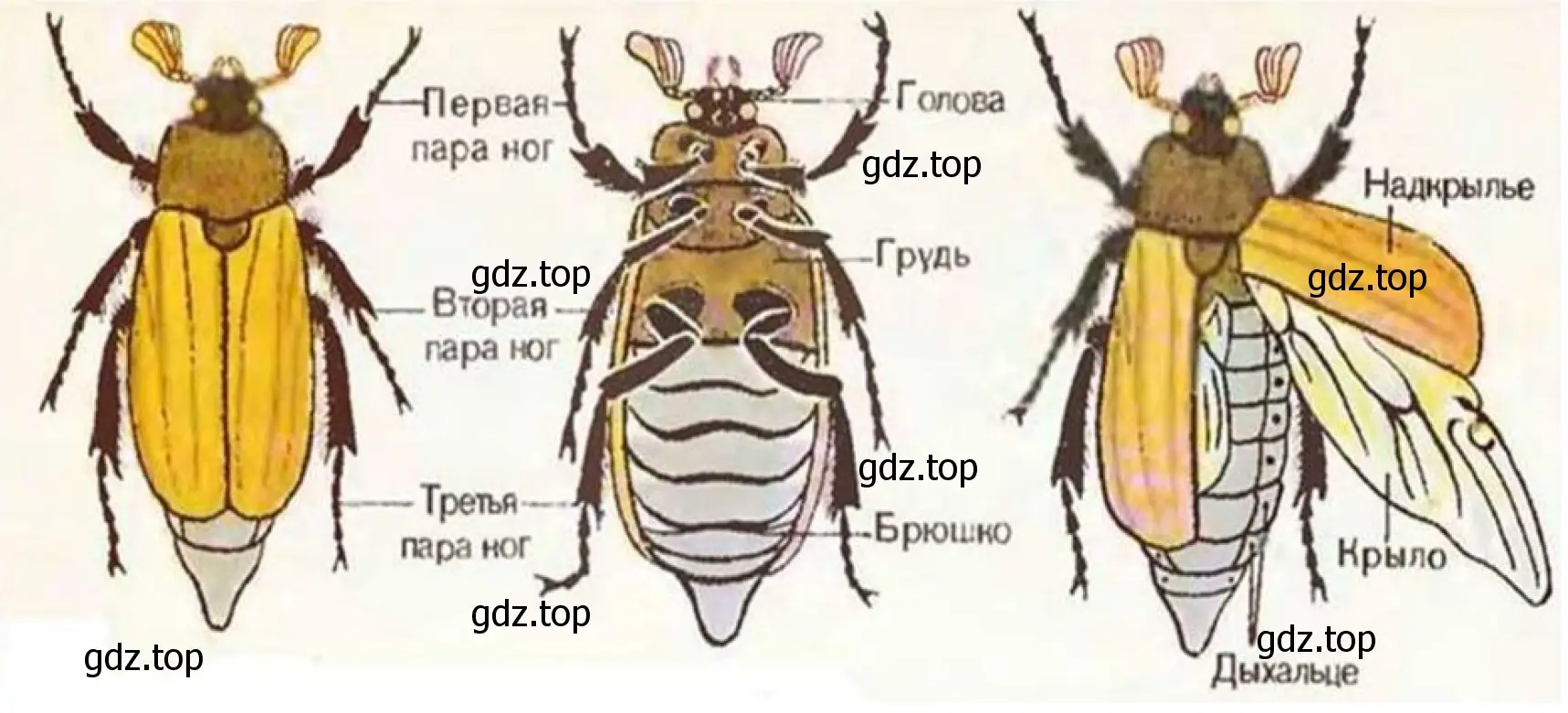 Рисунок. Внешнее строение майского жука