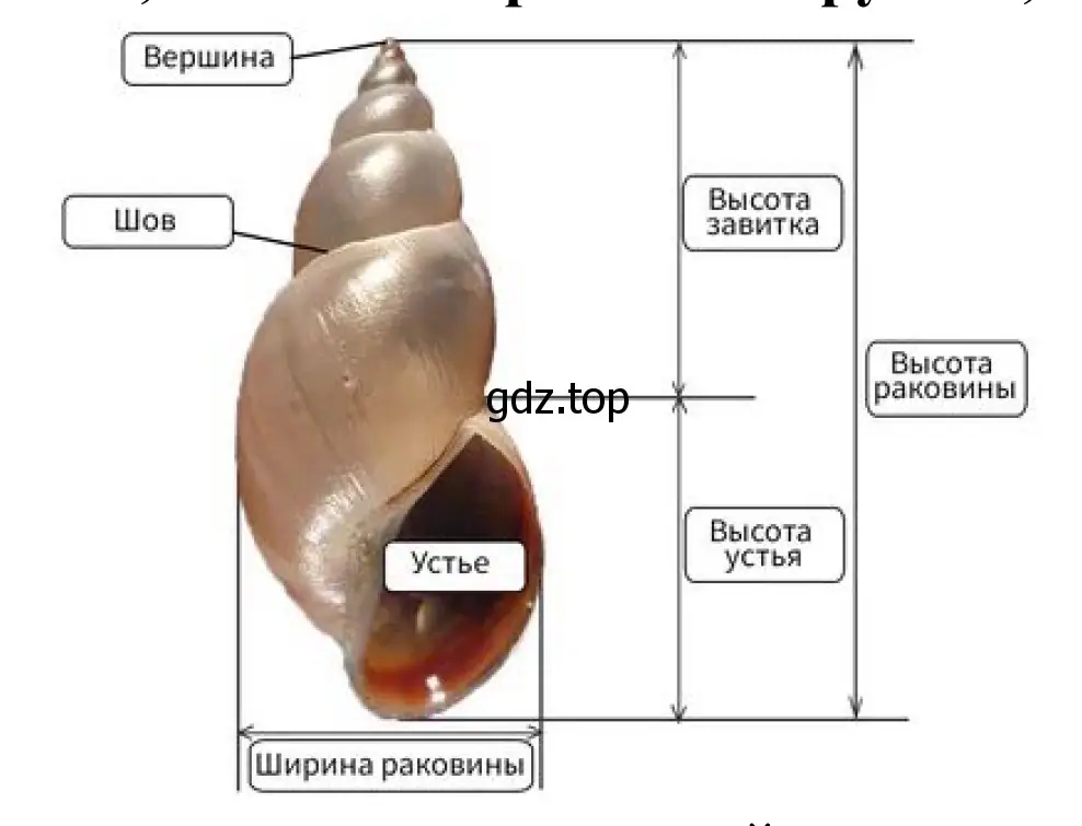 Строение раковины обыкновенного прудовика