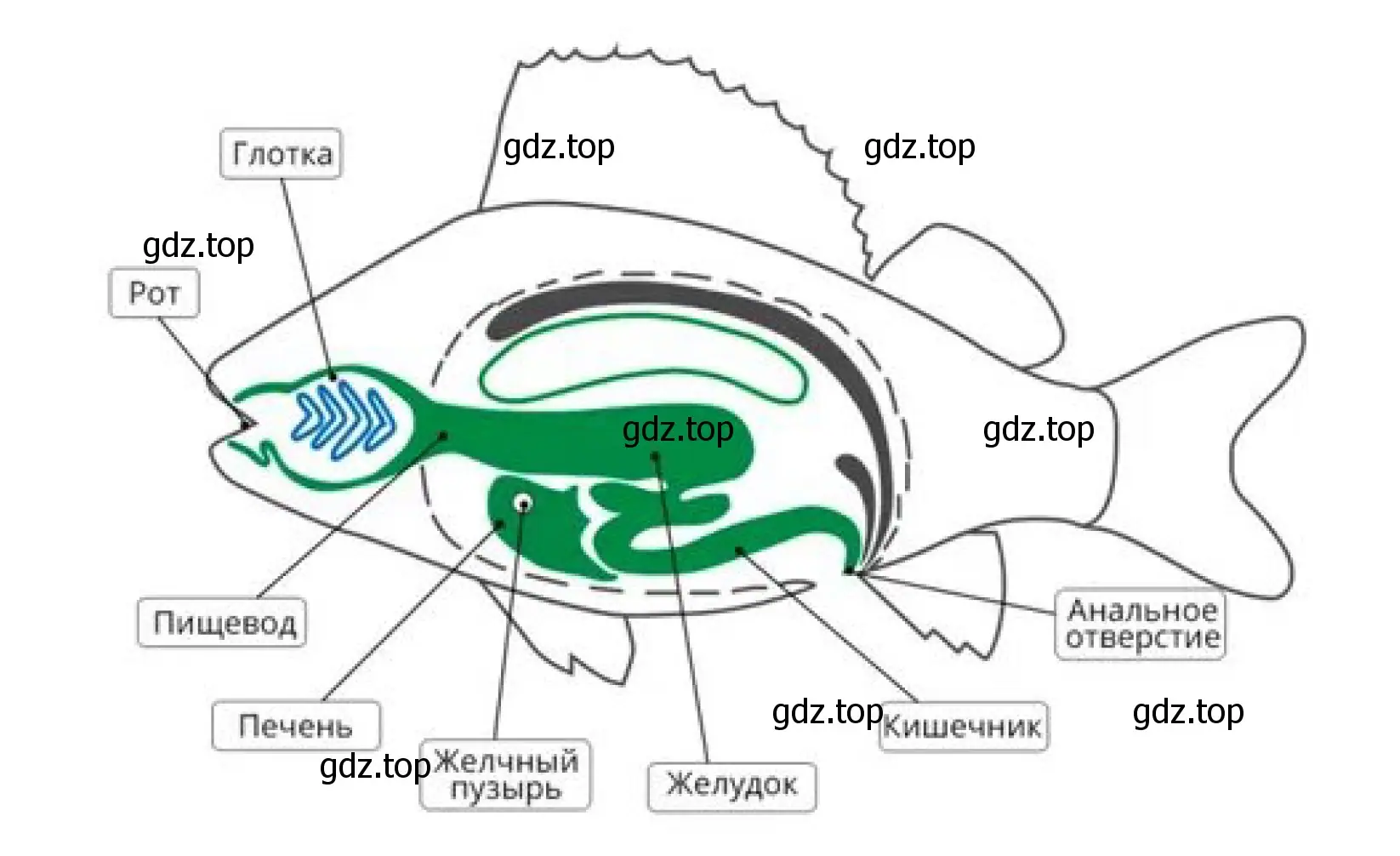 Рисунок. Пищеварительная система рыбы