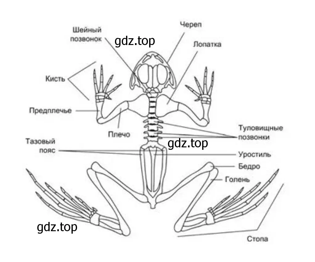Рисунок. Строение скелета лягушки