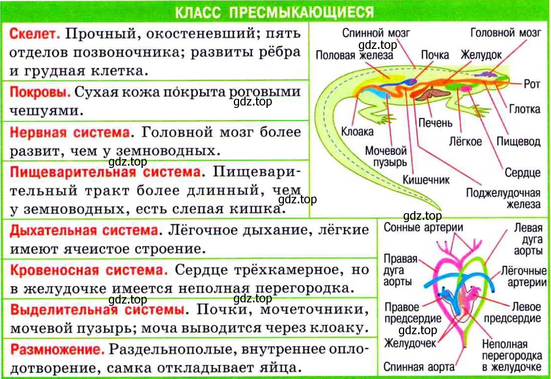 Таблица органов пресмыкающихся