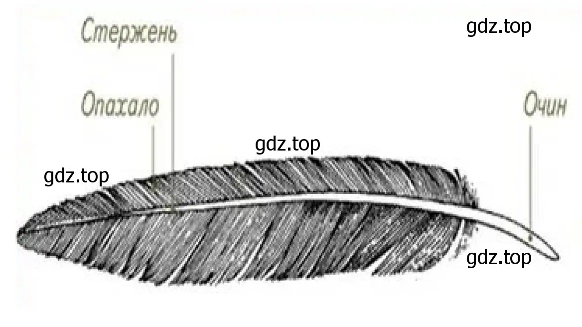 Рисунок. Строение контурного пера птицы
