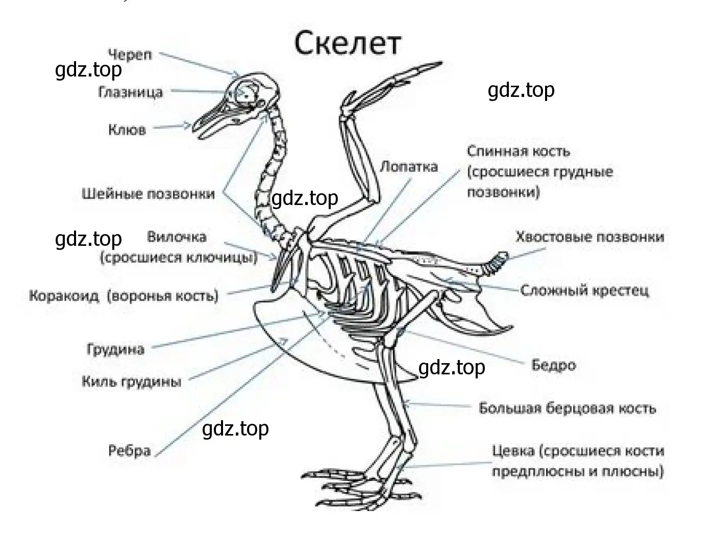 Скелет птиц