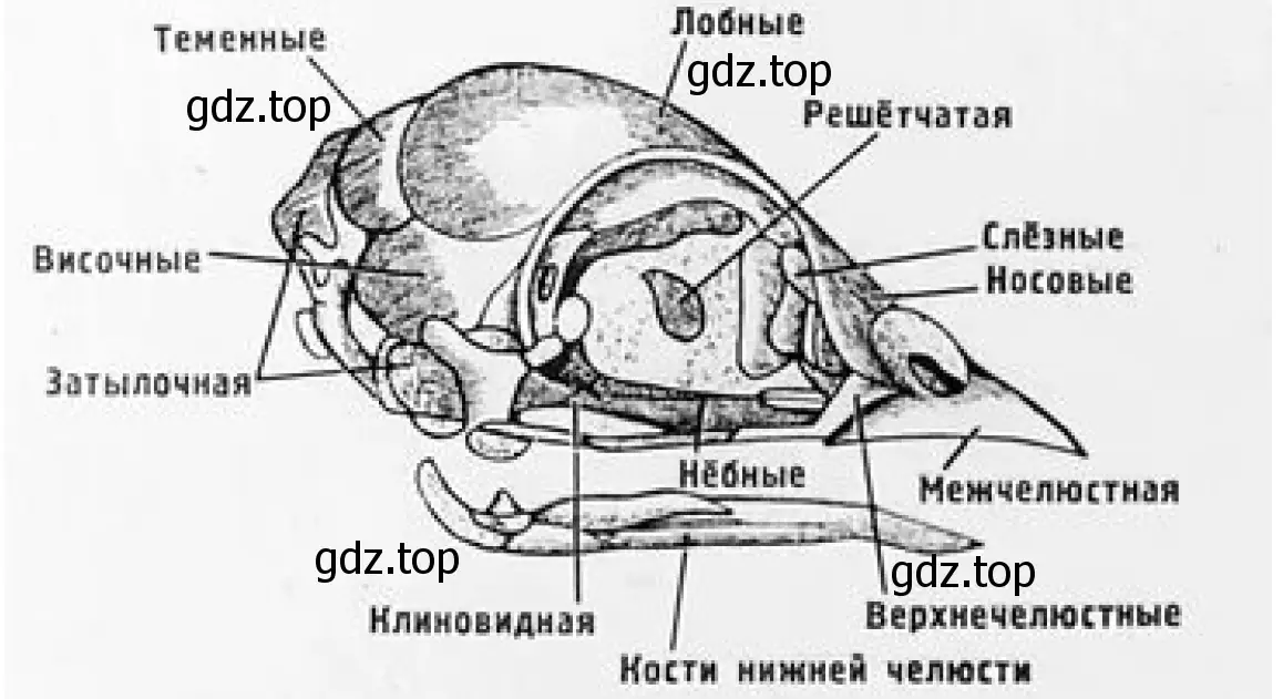 Cтроение черепа