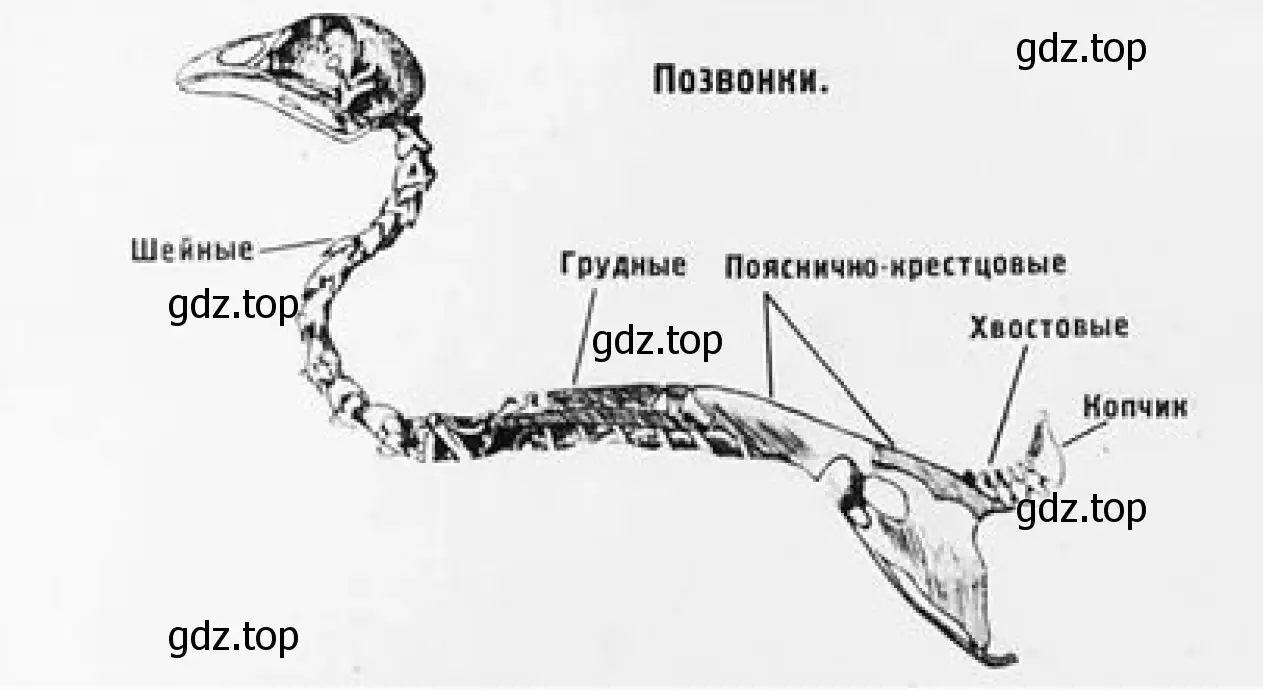 Cтроение позвоночника птицы