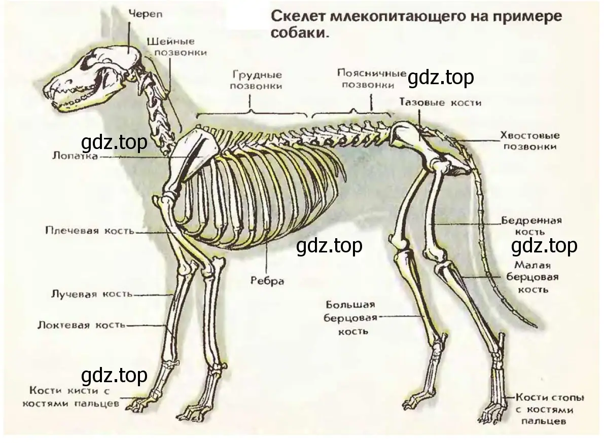 Скелет млекопитающего на примере собаки