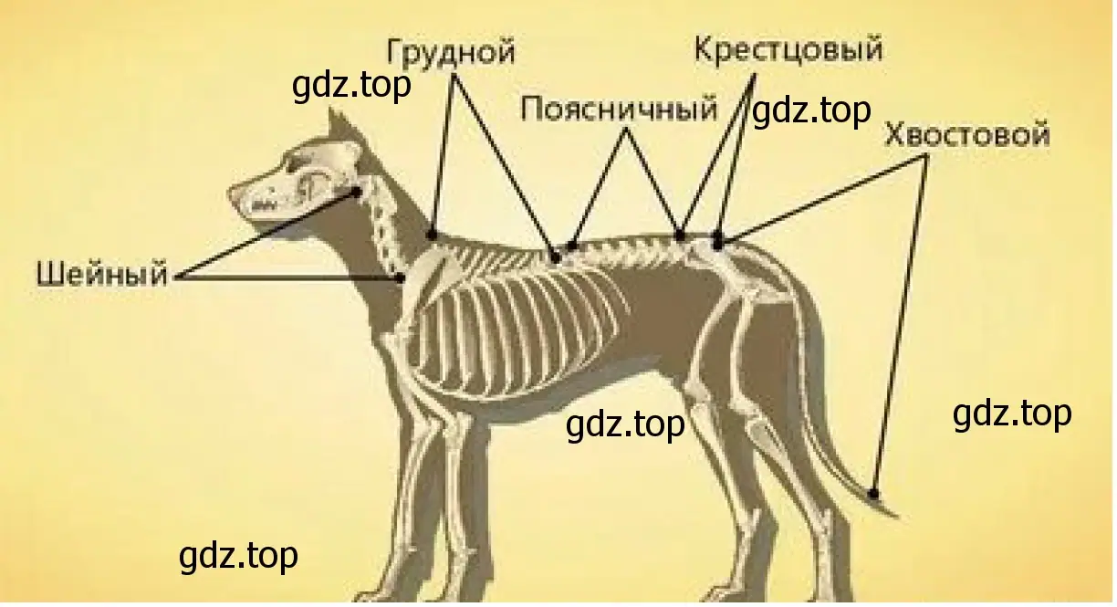 Скелет позвоночника собаки