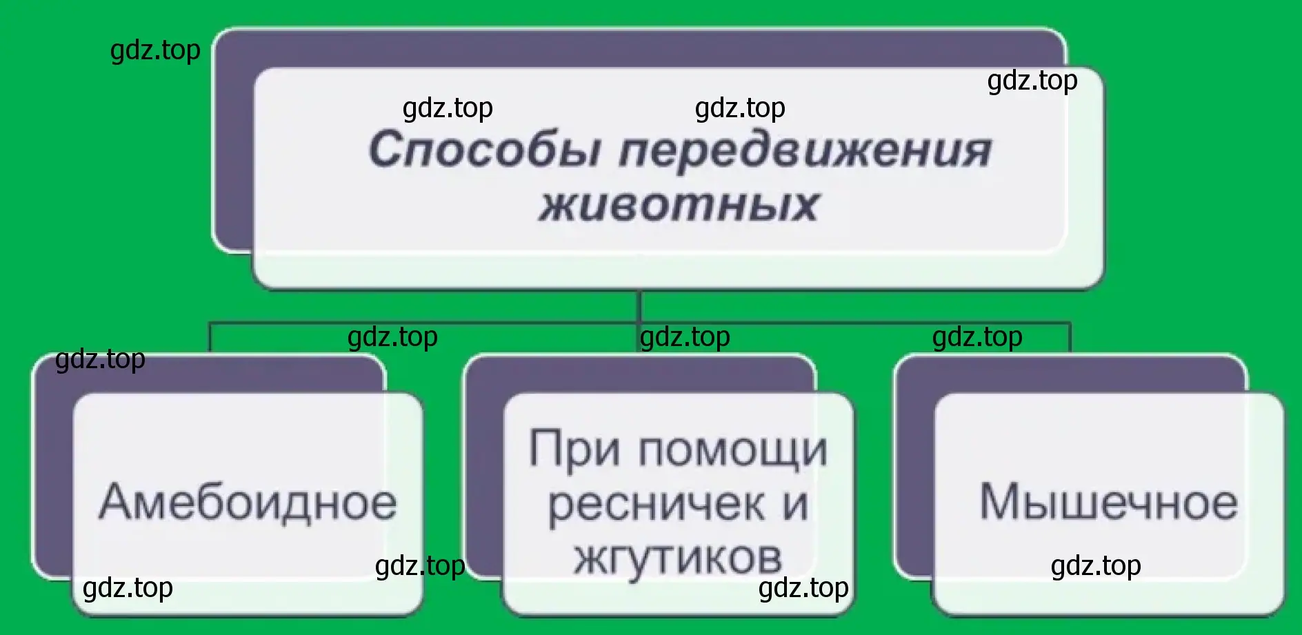 Схема способов передвижения животных