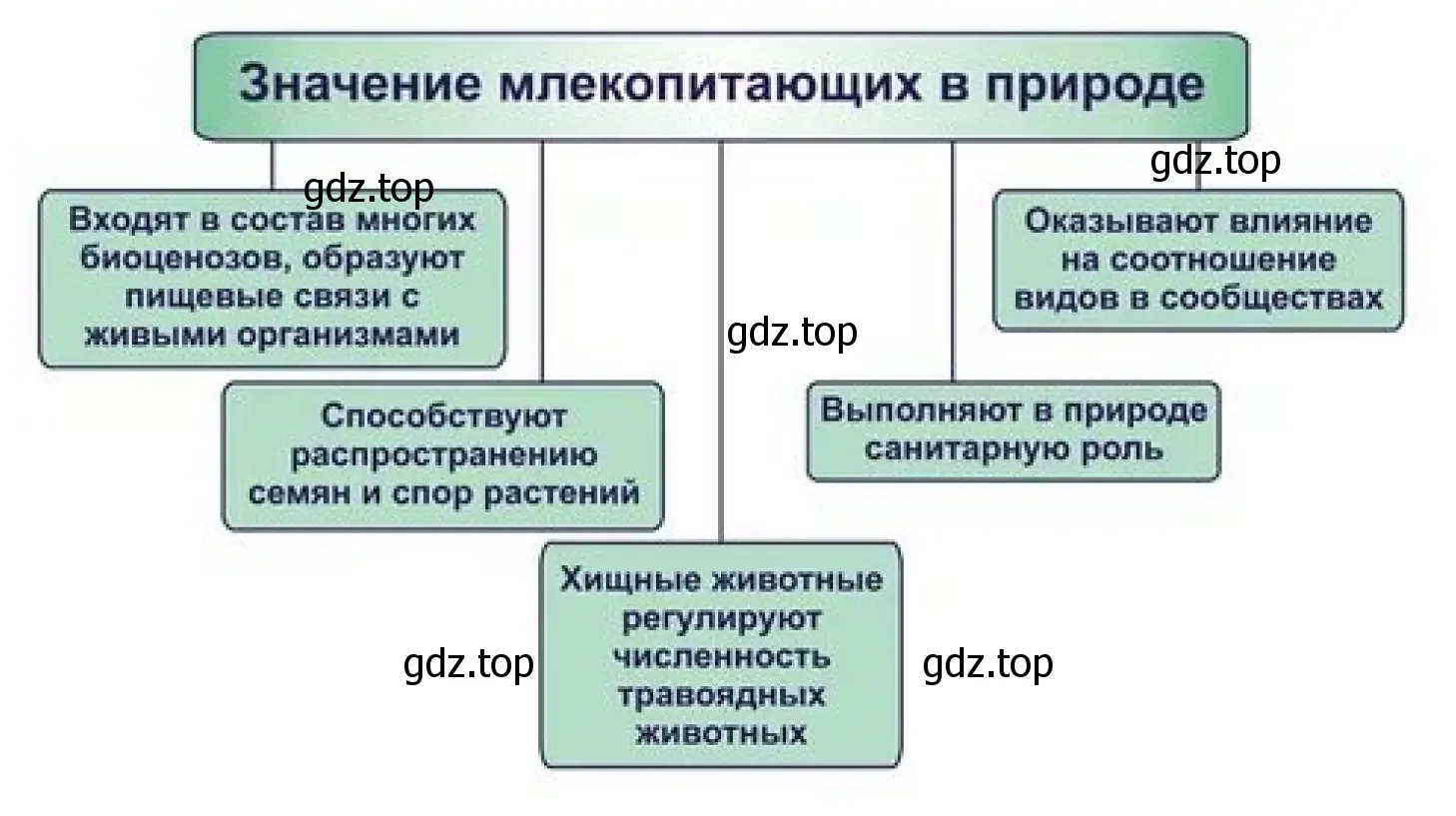 Схема. Значение млекопитающих в природе