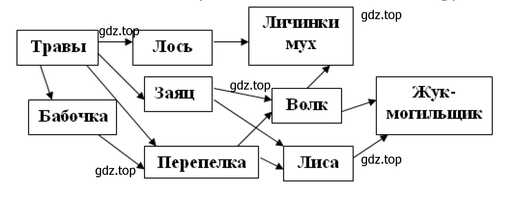 Схема пищевой связи волка и зайца