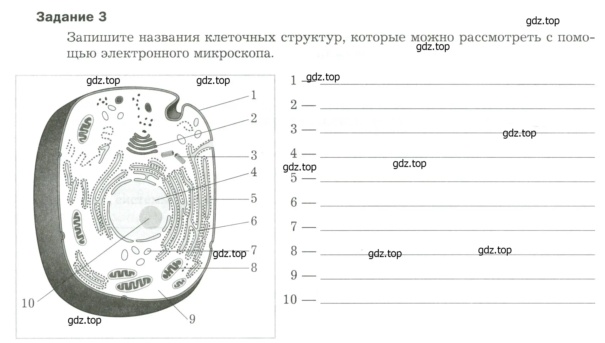 Условие Задание 3 (страница 8) гдз по биологии 9 класс Драгомилов, Маш, рабочая тетрадь 1 часть