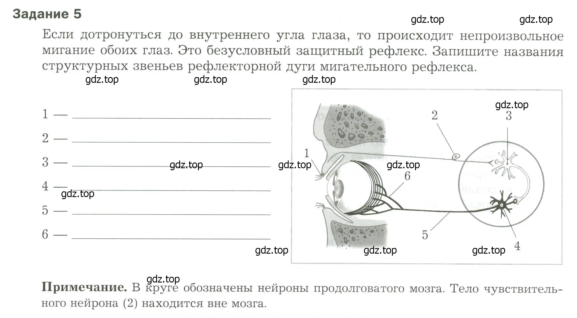 Условие  Задание 5 (страница 15) гдз по биологии 9 класс Драгомилов, Маш, рабочая тетрадь 1 часть