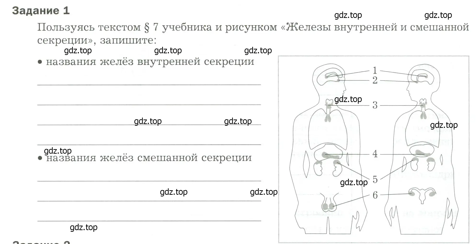 Условие  Задание 1 (страница 19) гдз по биологии 9 класс Драгомилов, Маш, рабочая тетрадь 1 часть