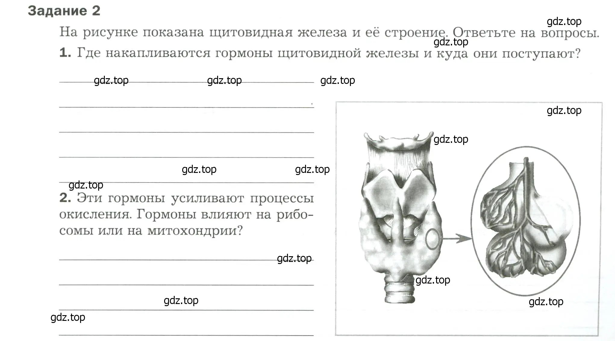 Условие  Задание 2 (страница 21) гдз по биологии 9 класс Драгомилов, Маш, рабочая тетрадь 1 часть