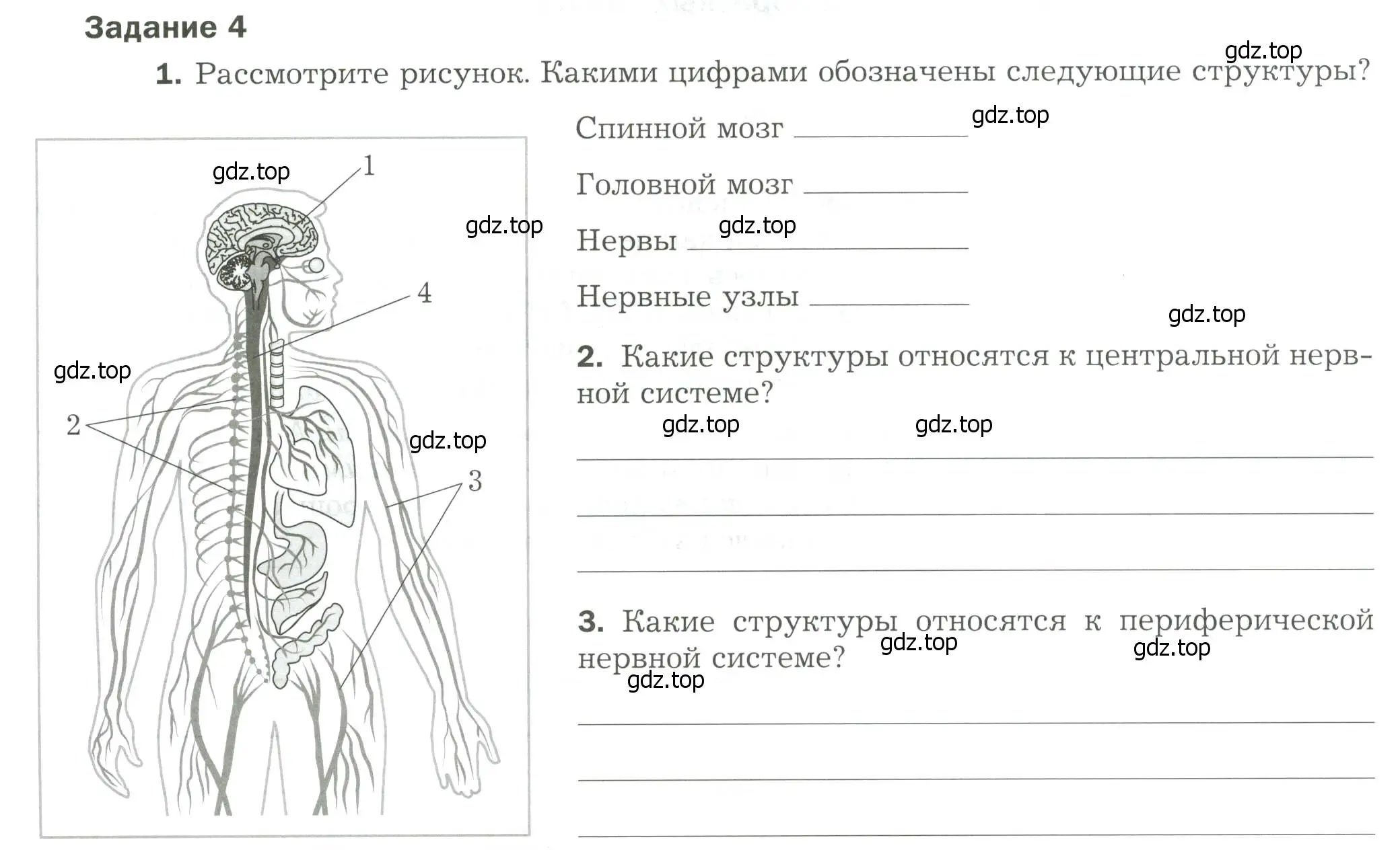 Условие  Задание 4 (страница 26) гдз по биологии 9 класс Драгомилов, Маш, рабочая тетрадь 1 часть