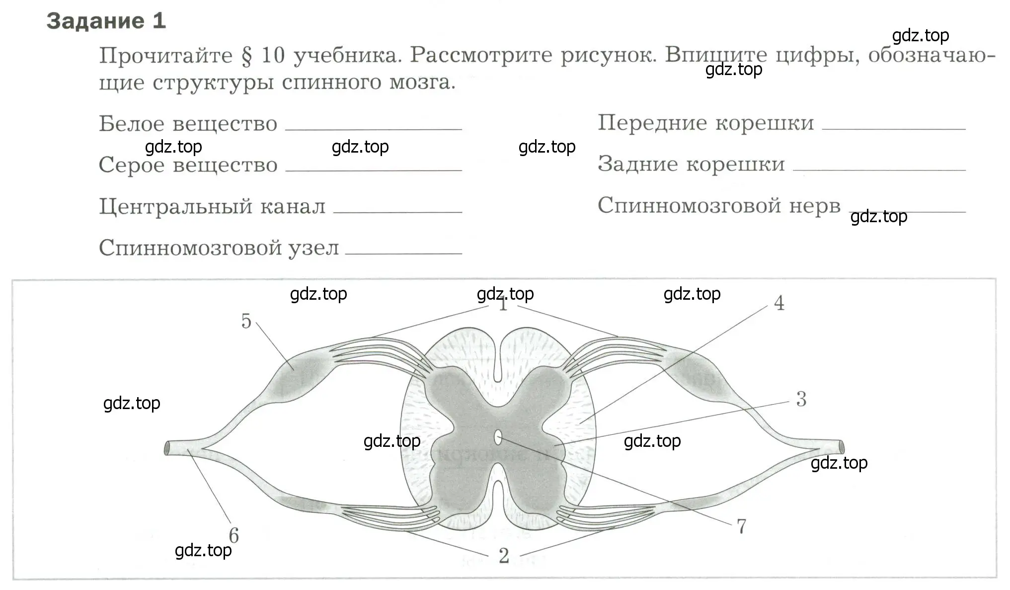 Условие  Задание 1 (страница 30) гдз по биологии 9 класс Драгомилов, Маш, рабочая тетрадь 1 часть