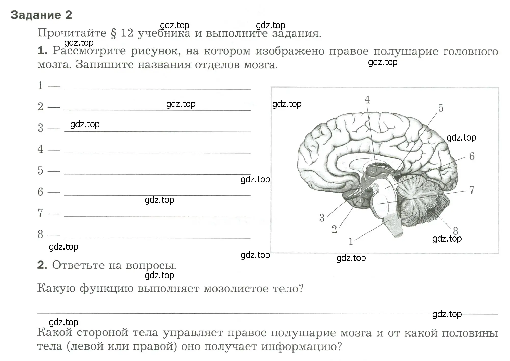 Условие  Задание 2 (страница 32) гдз по биологии 9 класс Драгомилов, Маш, рабочая тетрадь 1 часть