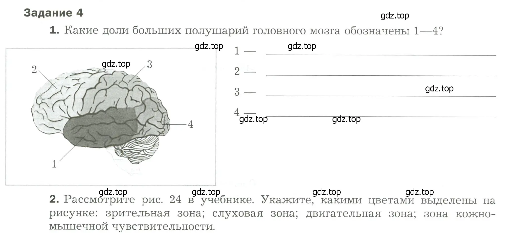 Условие  Задание 4 (страница 34) гдз по биологии 9 класс Драгомилов, Маш, рабочая тетрадь 1 часть