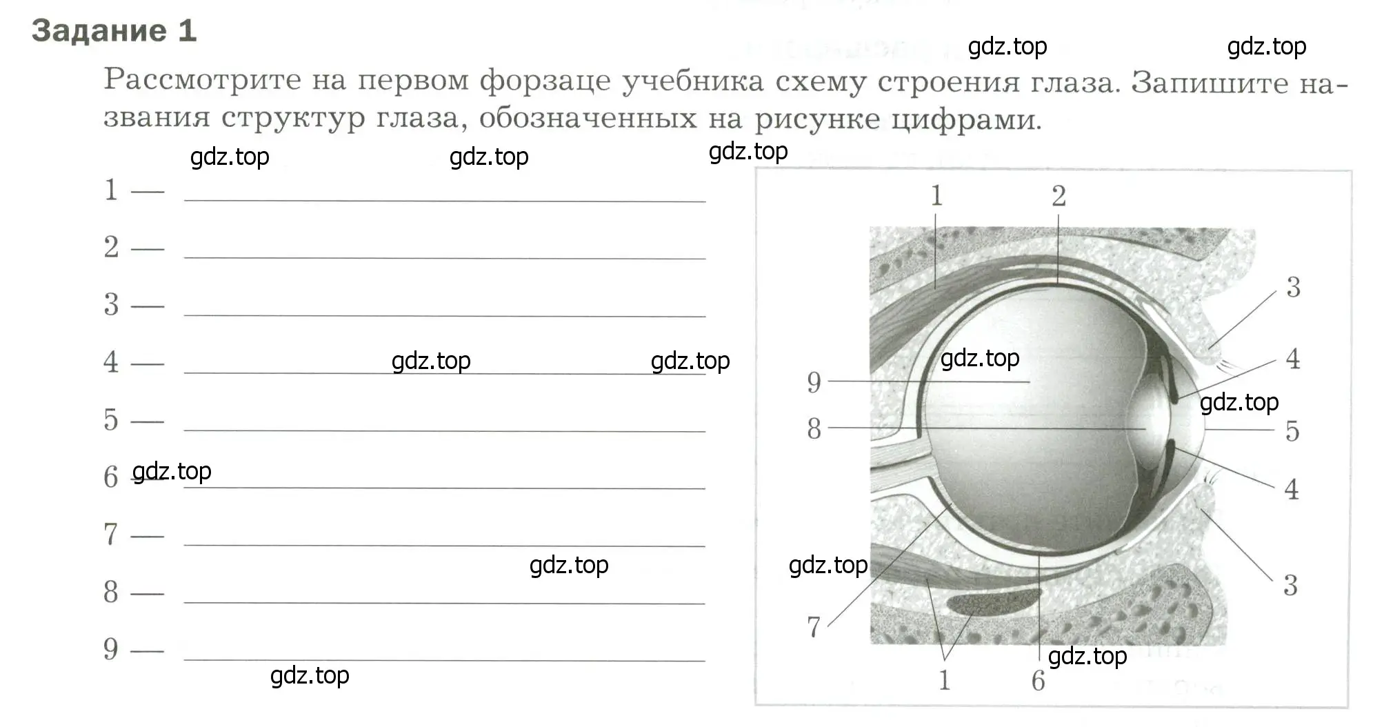 Условие  Задание 1 (страница 39) гдз по биологии 9 класс Драгомилов, Маш, рабочая тетрадь 1 часть