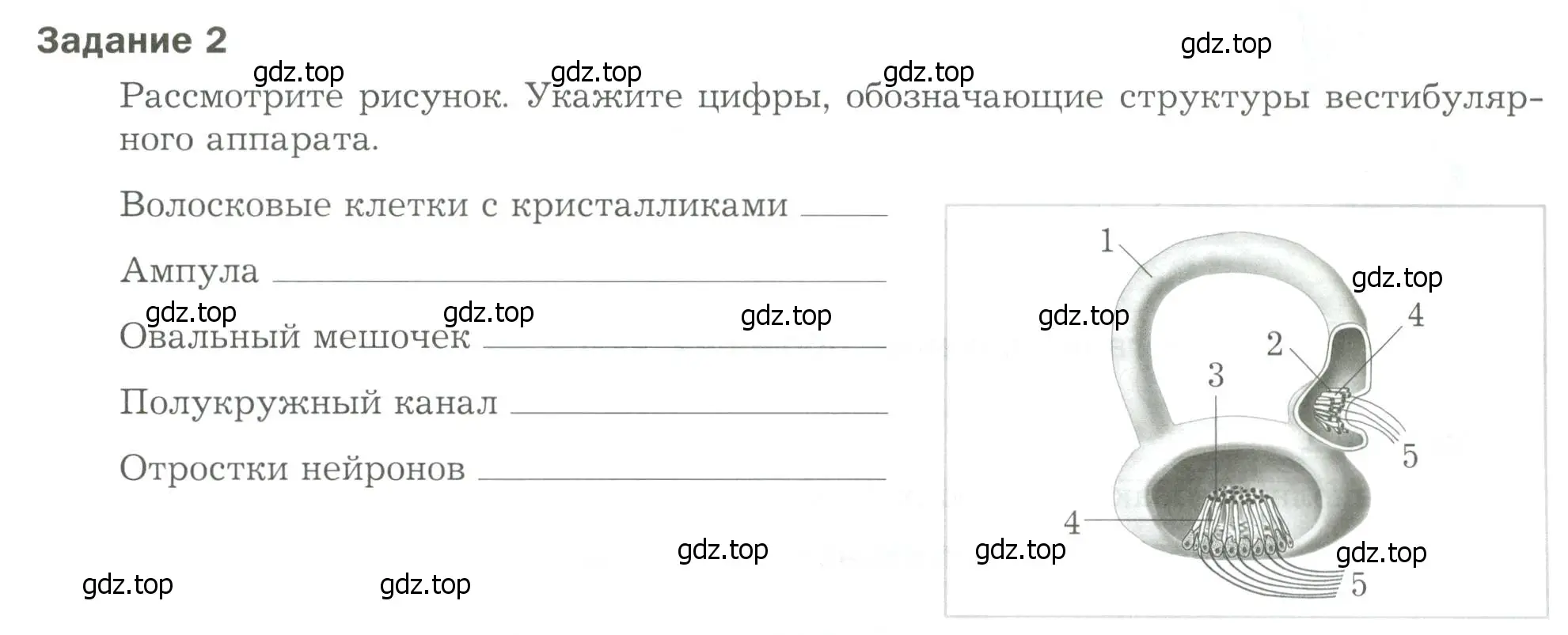 Условие  Задание 2 (страница 43) гдз по биологии 9 класс Драгомилов, Маш, рабочая тетрадь 1 часть