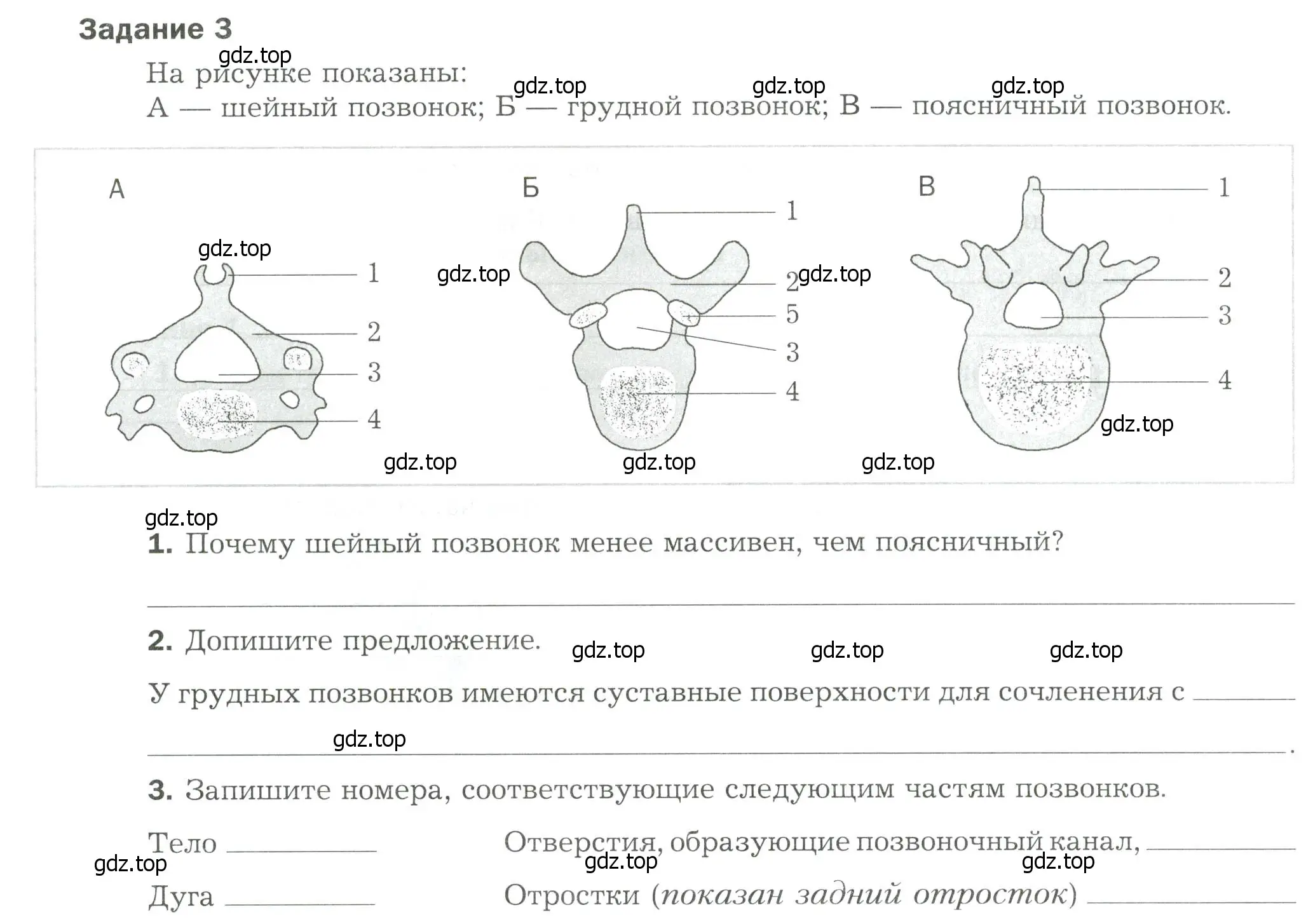 Условие  Задание 3 (страница 56) гдз по биологии 9 класс Драгомилов, Маш, рабочая тетрадь 1 часть