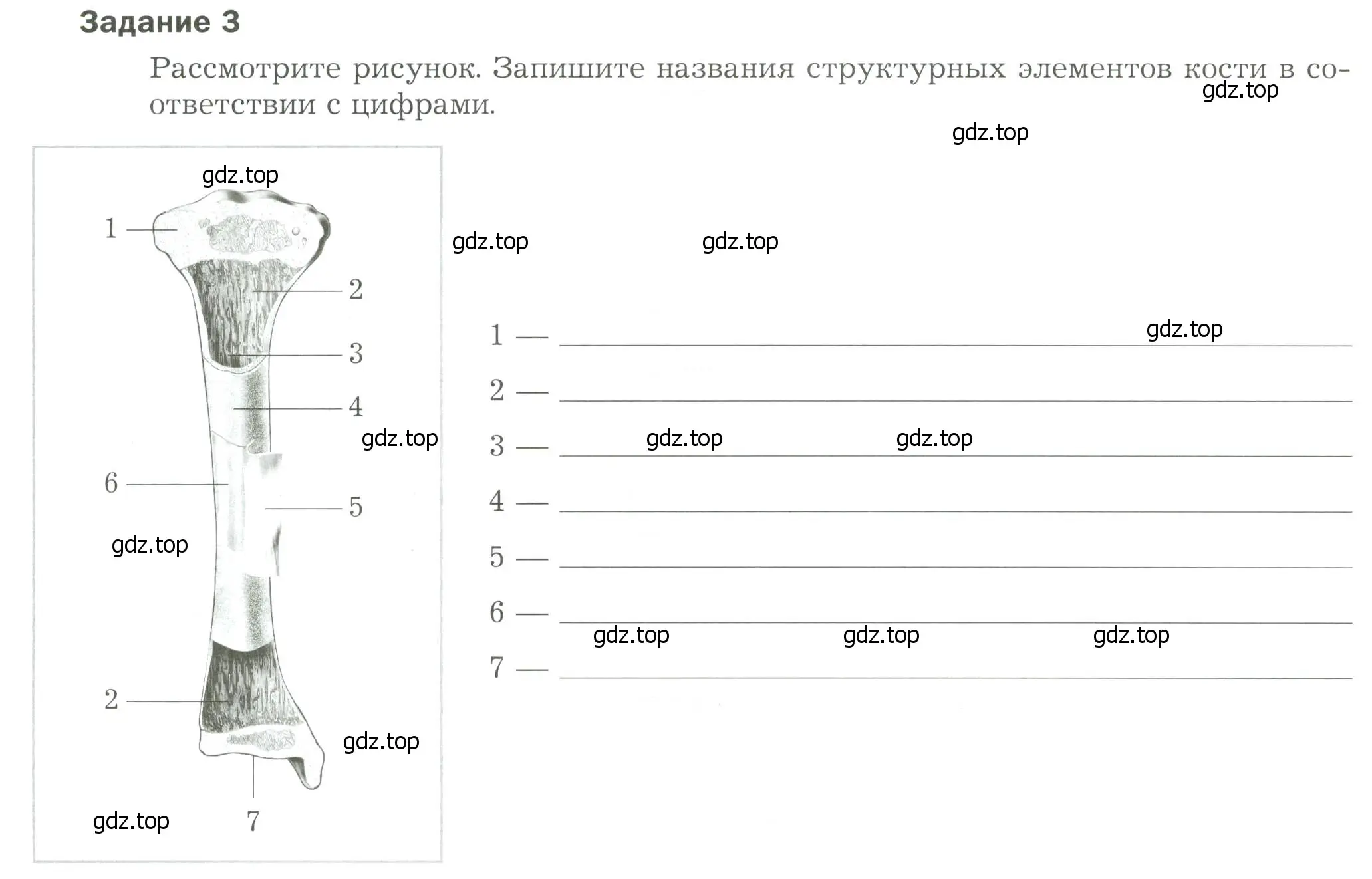 Условие Задание 3 (страница 50) гдз по биологии 9 класс Драгомилов, Маш, рабочая тетрадь 1 часть