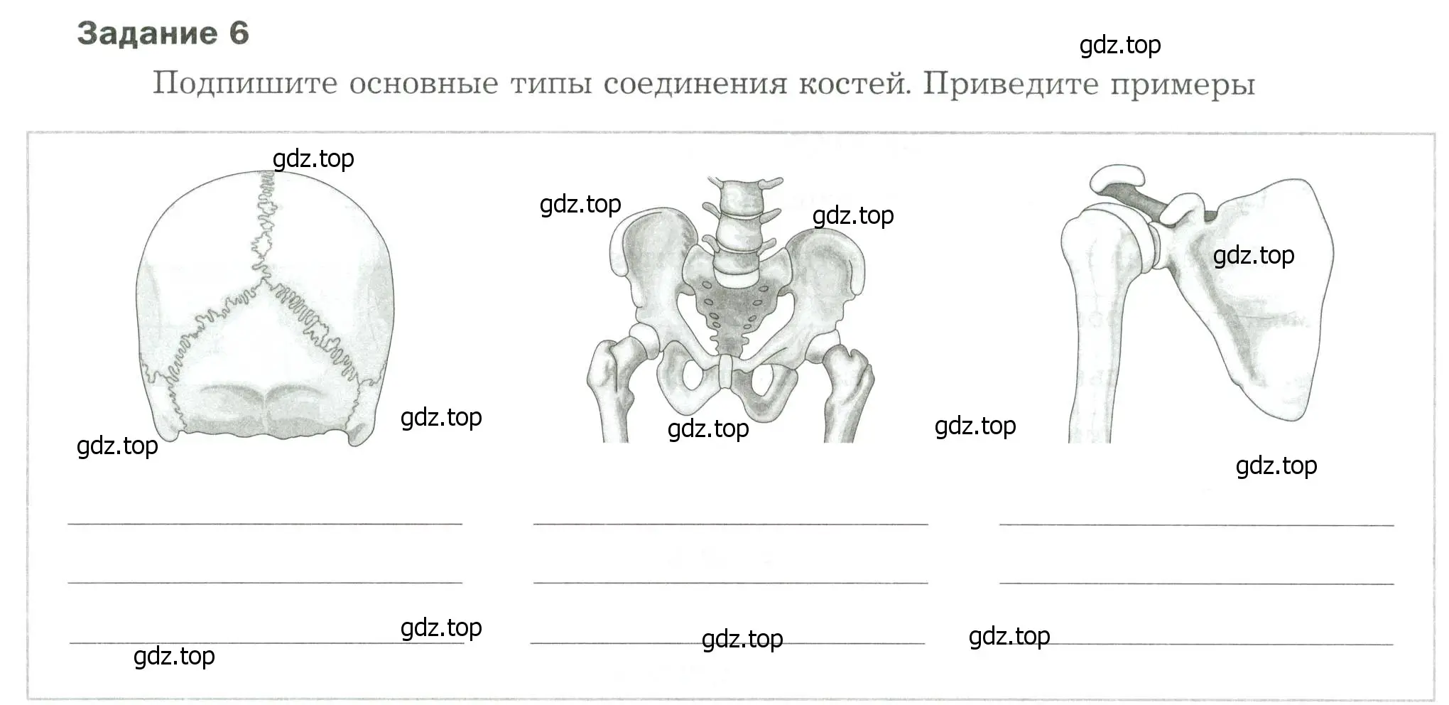 Условие  Задание 6 (страница 52) гдз по биологии 9 класс Драгомилов, Маш, рабочая тетрадь 1 часть