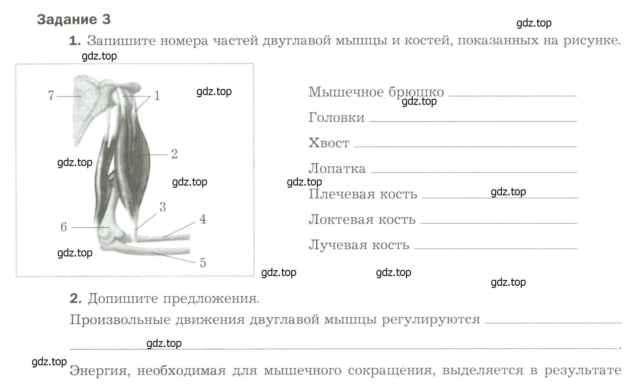 Условие  Задание 3 (страница 62) гдз по биологии 9 класс Драгомилов, Маш, рабочая тетрадь 1 часть