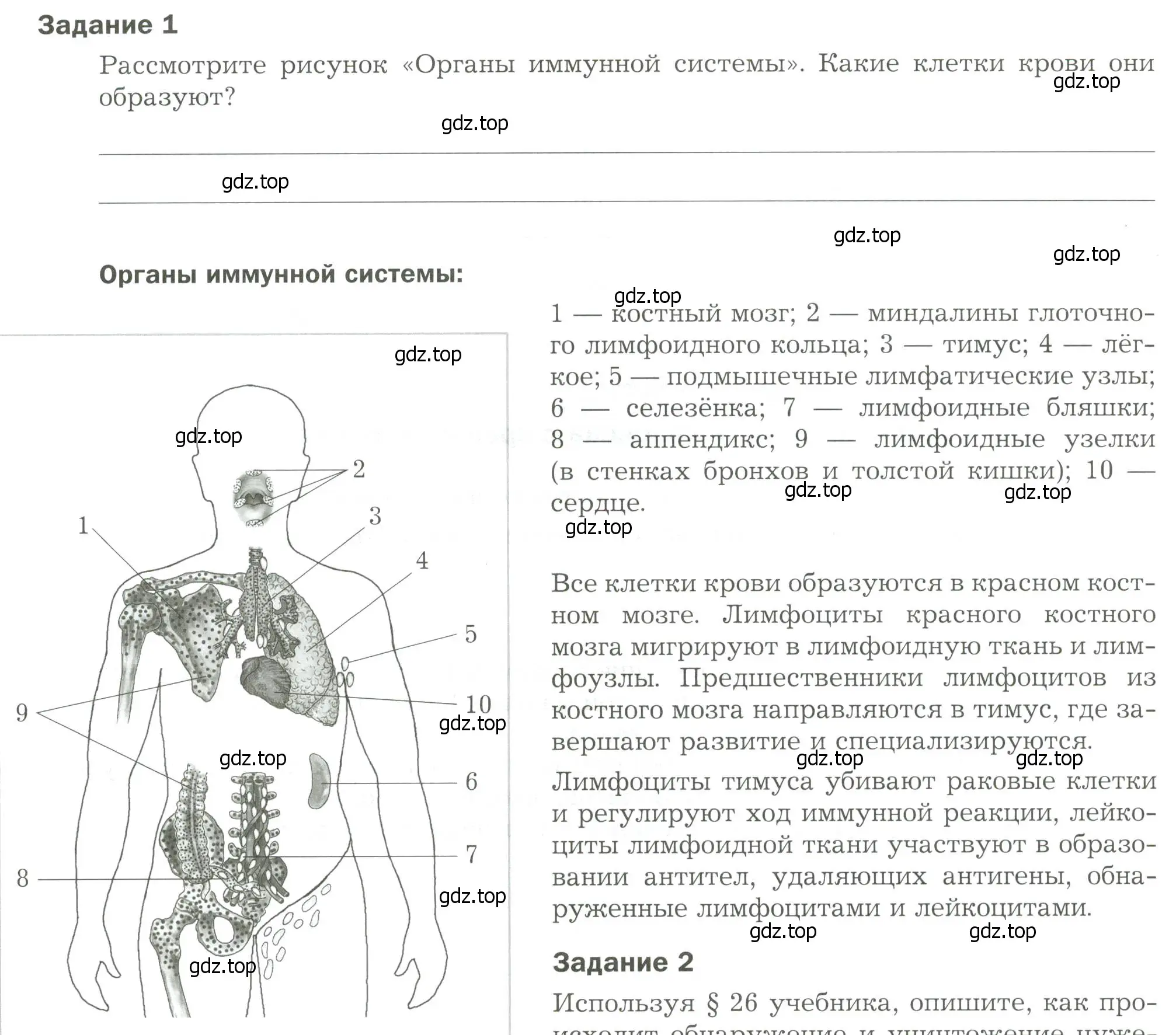 Условие  Задание 1 (страница 78) гдз по биологии 9 класс Драгомилов, Маш, рабочая тетрадь 1 часть