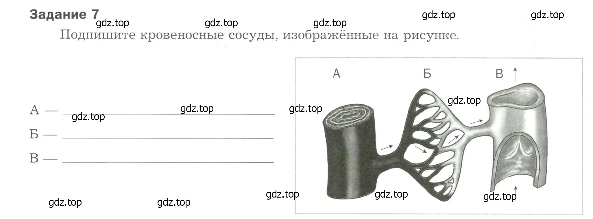 Условие  Задание 7 (страница 83) гдз по биологии 9 класс Драгомилов, Маш, рабочая тетрадь 1 часть