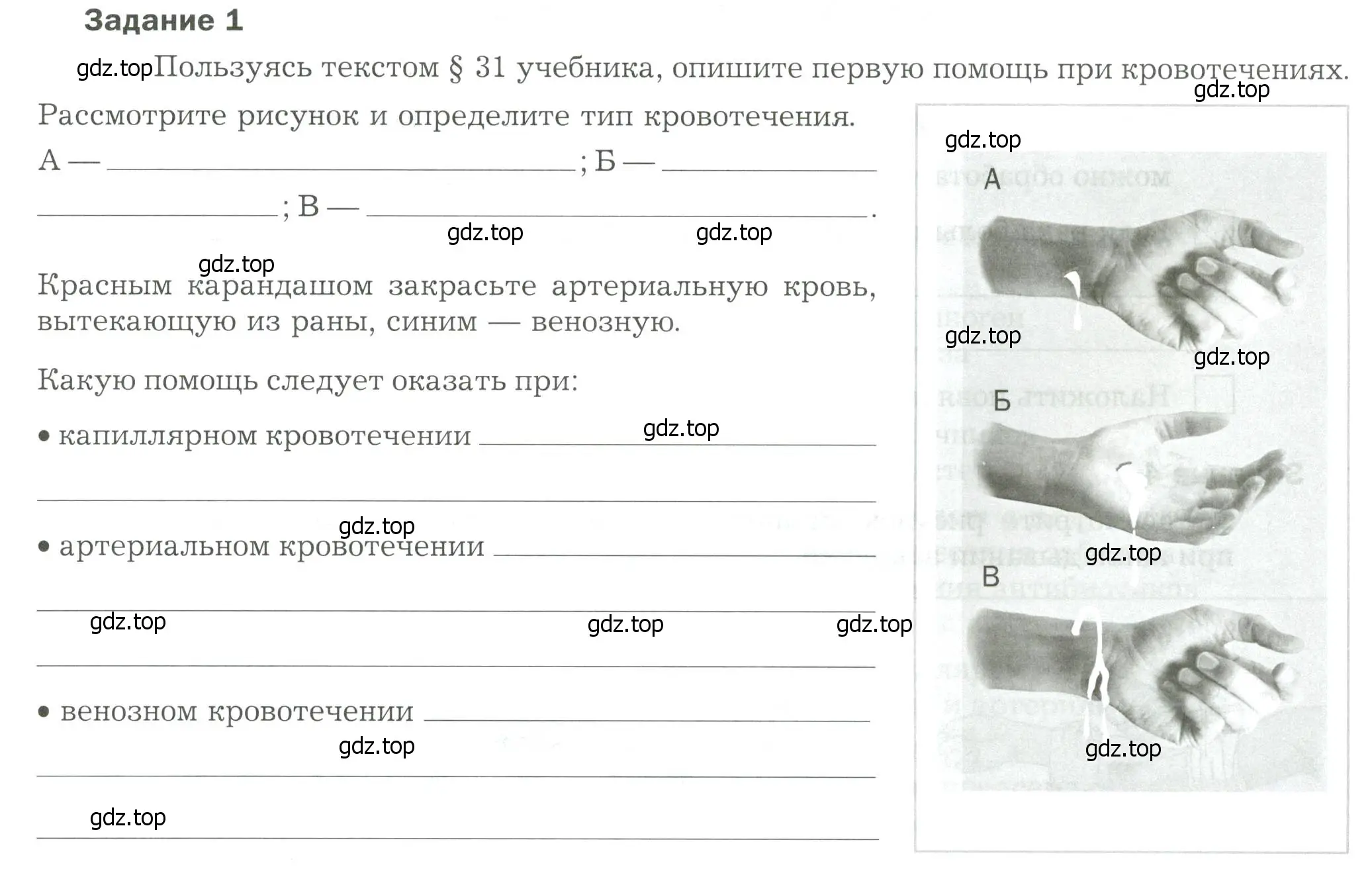 Условие  Задание 1 (страница 91) гдз по биологии 9 класс Драгомилов, Маш, рабочая тетрадь 1 часть