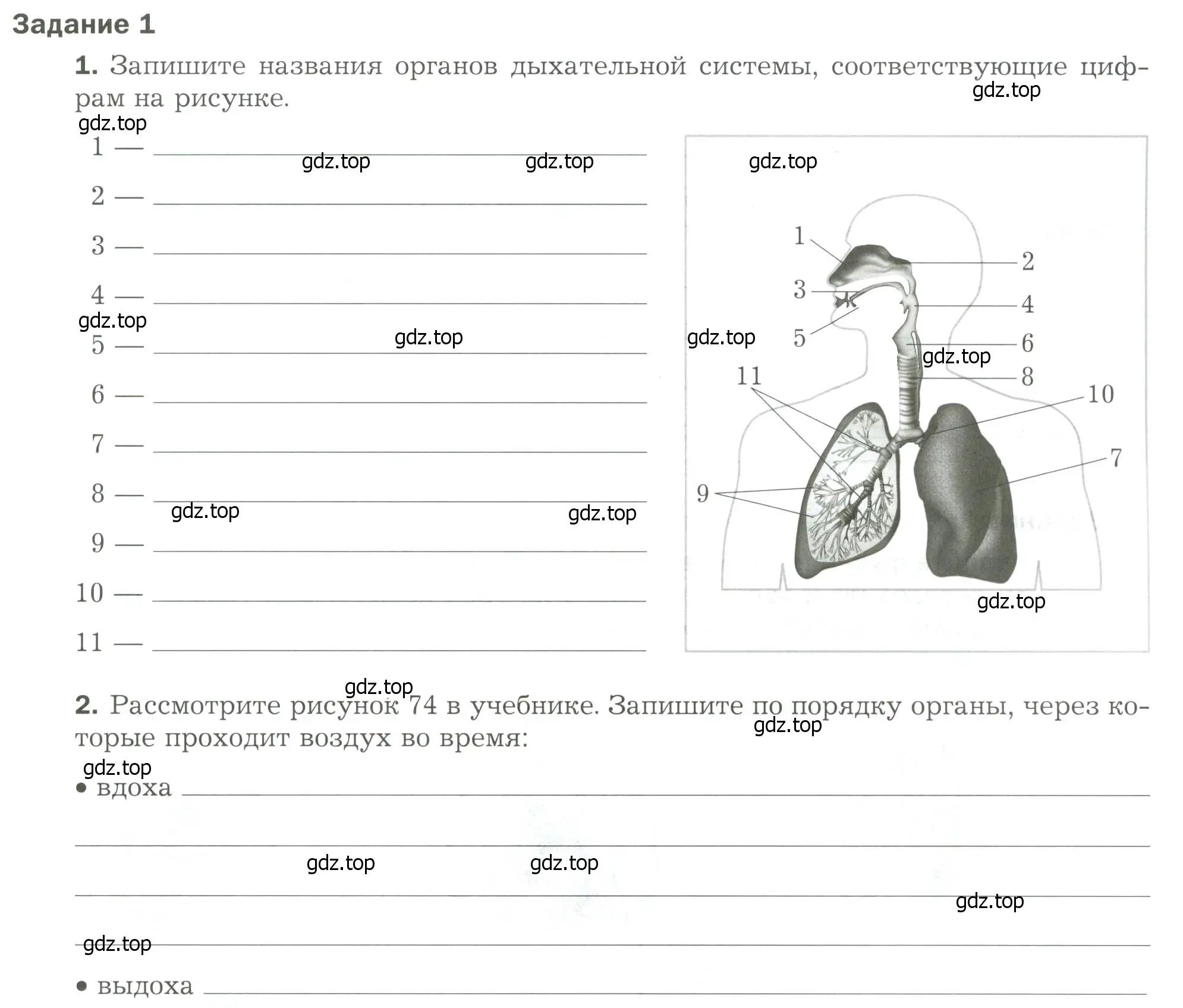 Условие  Задание 1 (страница 3) гдз по биологии 9 класс Драгомилов, Маш, рабочая тетрадь 2 часть