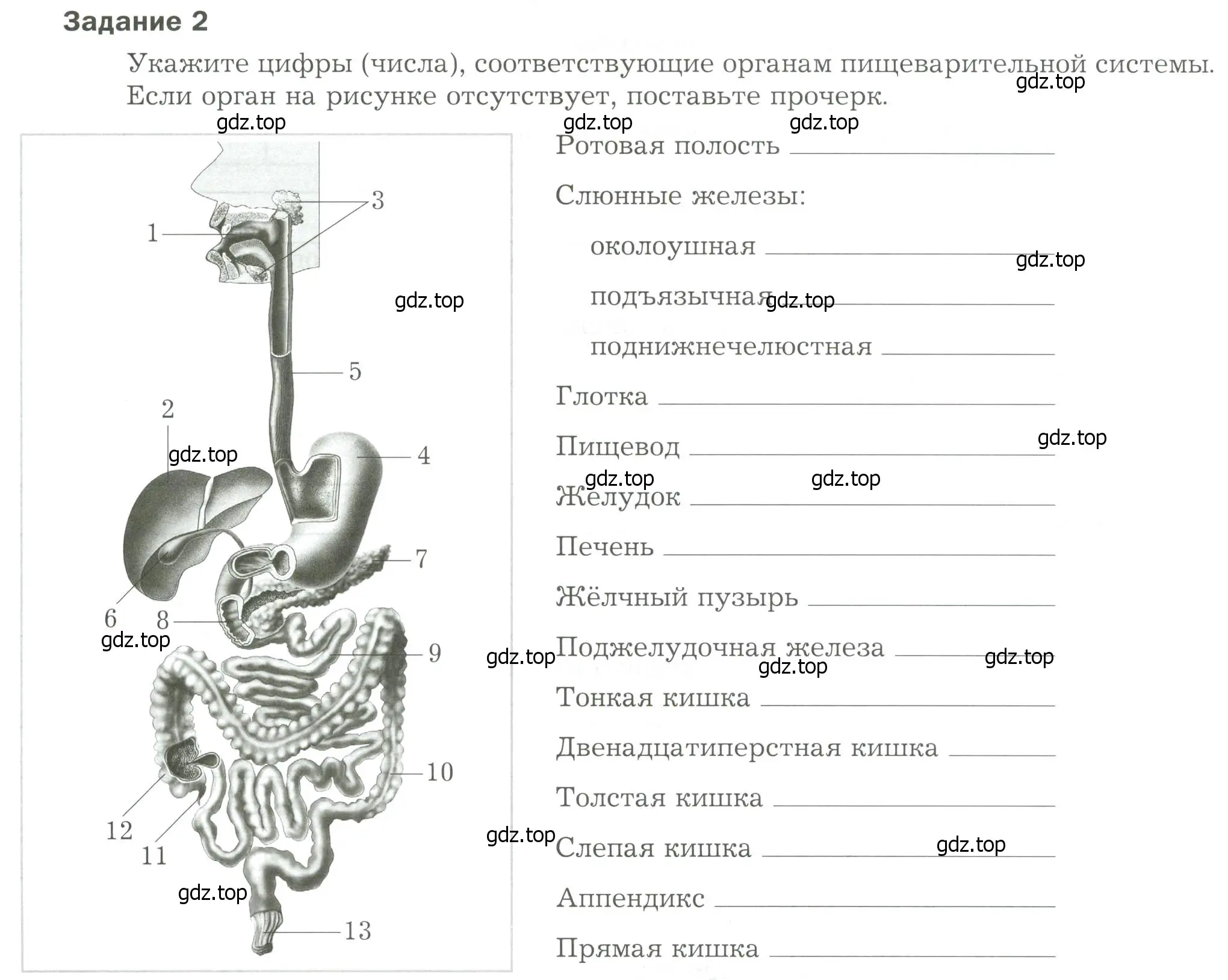 Условие  Задание 2 (страница 18) гдз по биологии 9 класс Драгомилов, Маш, рабочая тетрадь 2 часть