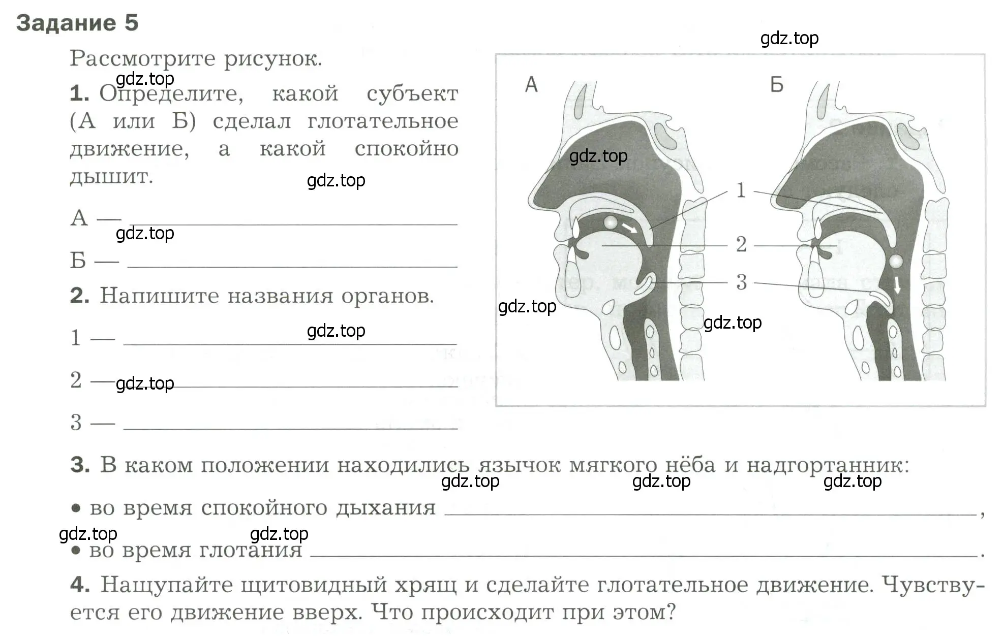 Условие  Задание 5 (страница 19) гдз по биологии 9 класс Драгомилов, Маш, рабочая тетрадь 2 часть