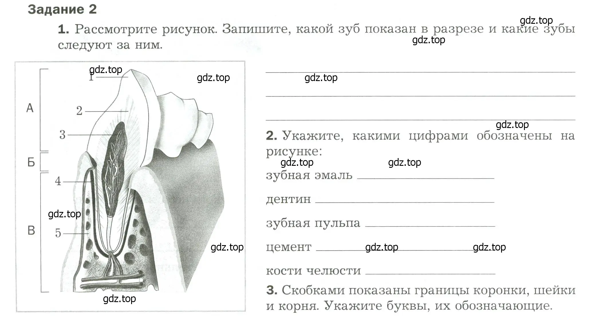 Условие  Задание 2 (страница 20) гдз по биологии 9 класс Драгомилов, Маш, рабочая тетрадь 2 часть