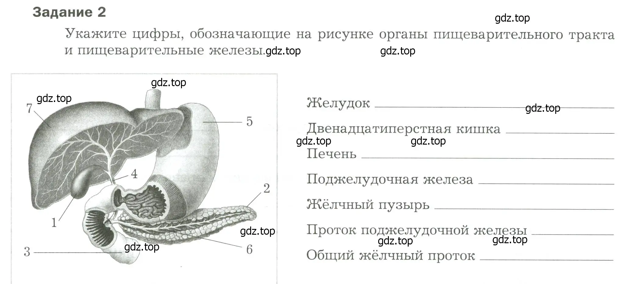 Условие  Задание 2 (страница 25) гдз по биологии 9 класс Драгомилов, Маш, рабочая тетрадь 2 часть