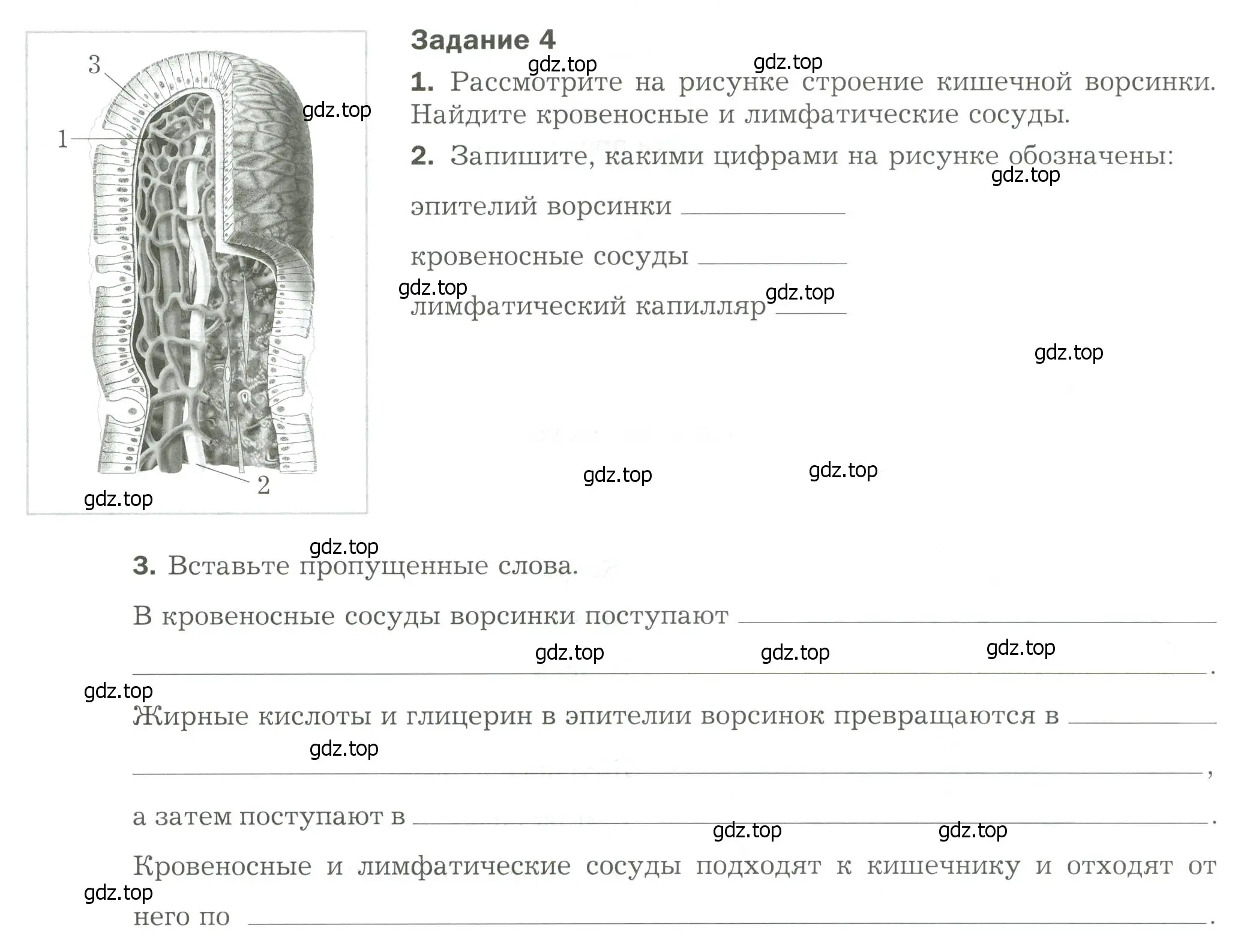 Условие  Задание 4 (страница 26) гдз по биологии 9 класс Драгомилов, Маш, рабочая тетрадь 2 часть