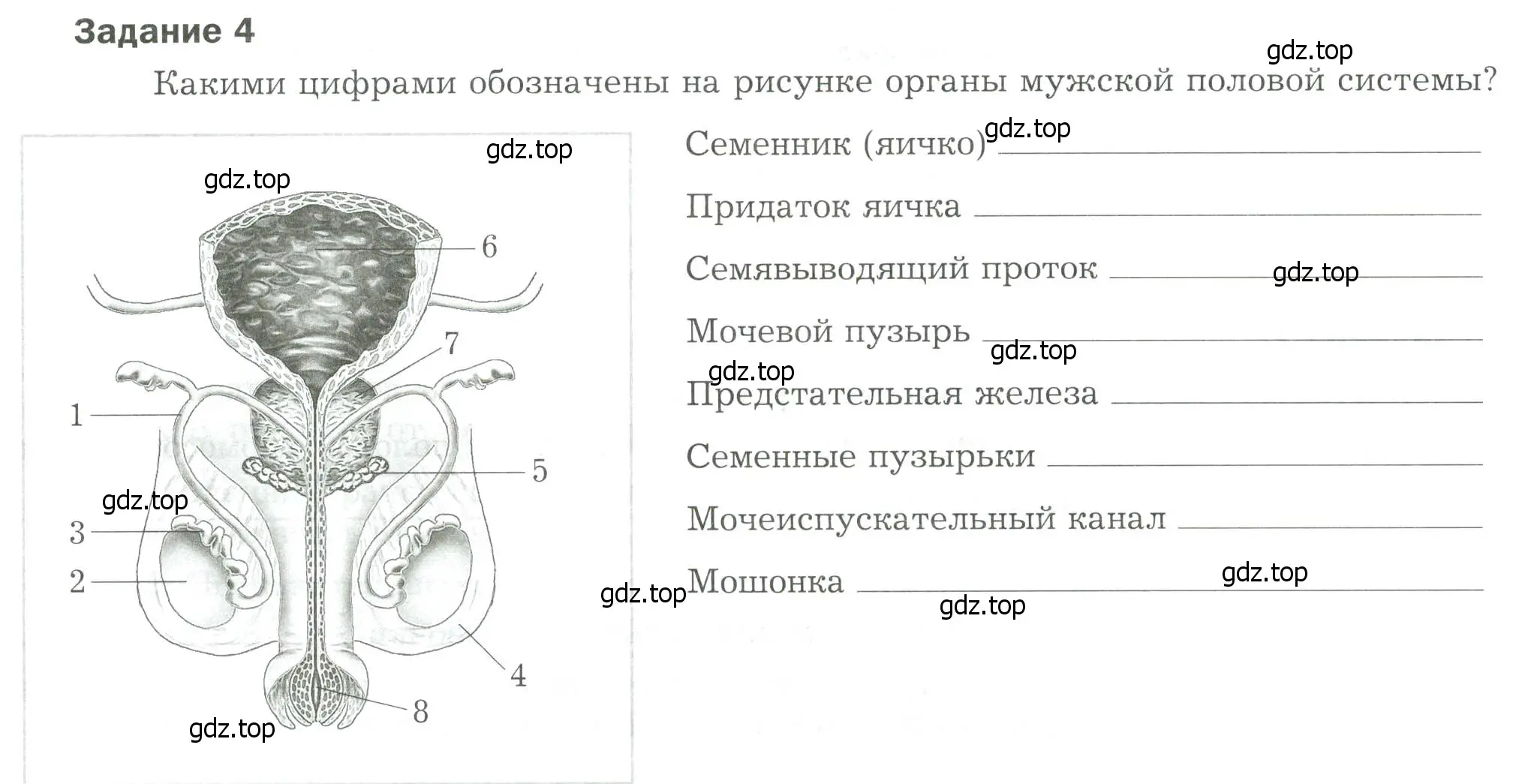 Условие  Задание 4 (страница 72) гдз по биологии 9 класс Драгомилов, Маш, рабочая тетрадь 2 часть