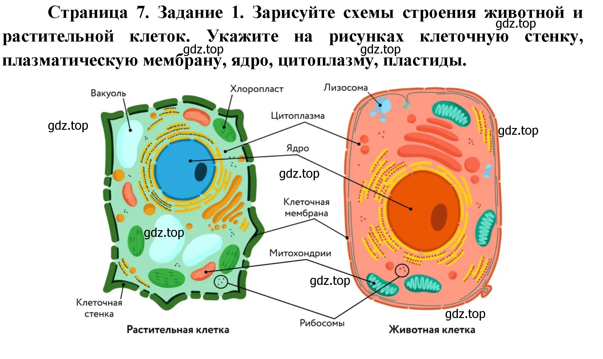 Решение  Задание 1 (страница 7) гдз по биологии 9 класс Драгомилов, Маш, рабочая тетрадь 1 часть