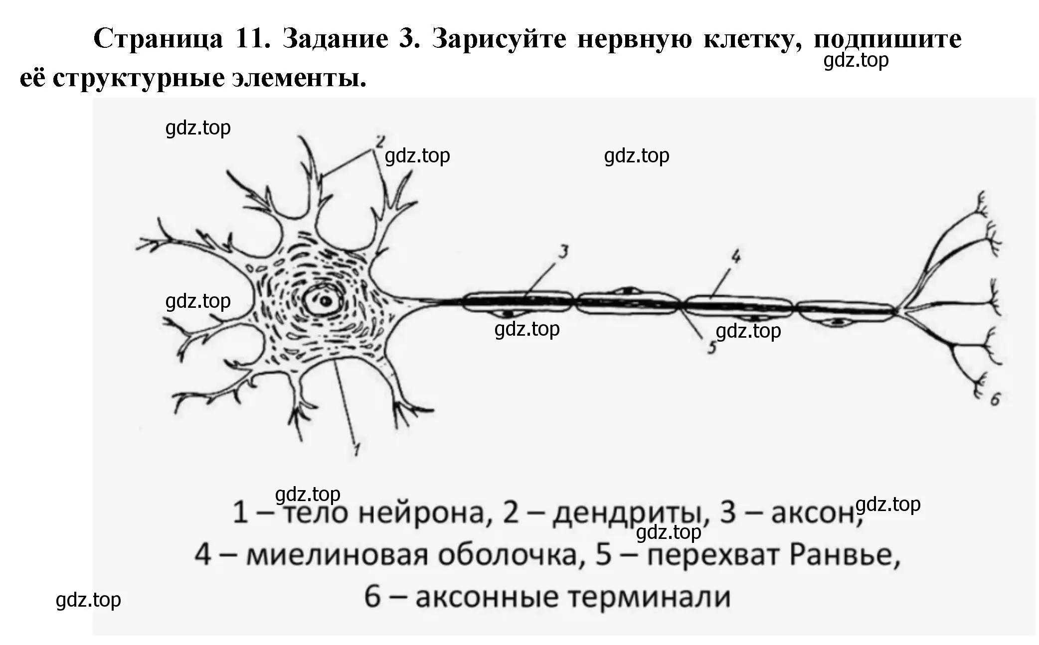 Решение  Задание 3 (страница 11) гдз по биологии 9 класс Драгомилов, Маш, рабочая тетрадь 1 часть