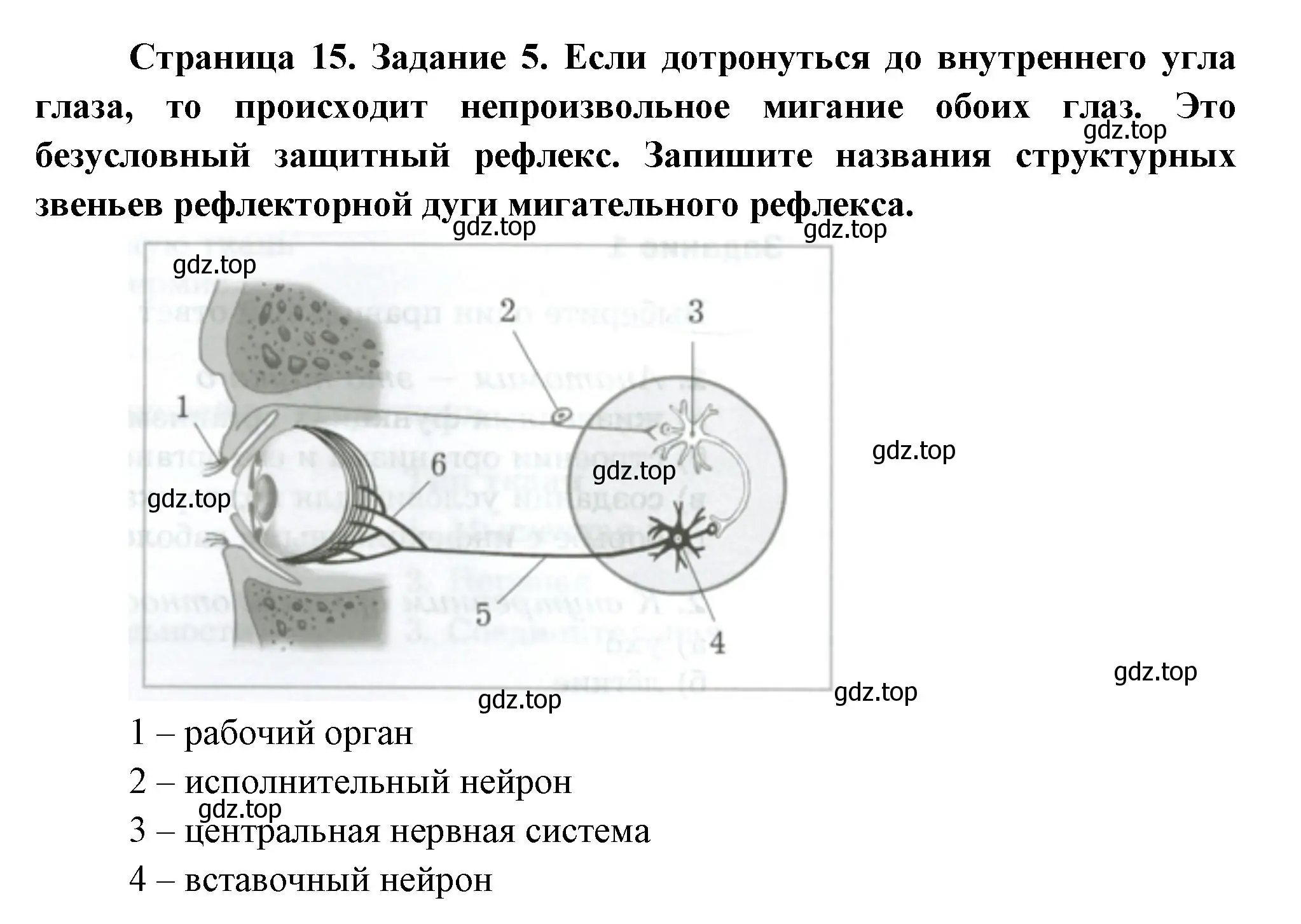 Решение  Задание 5 (страница 15) гдз по биологии 9 класс Драгомилов, Маш, рабочая тетрадь 1 часть