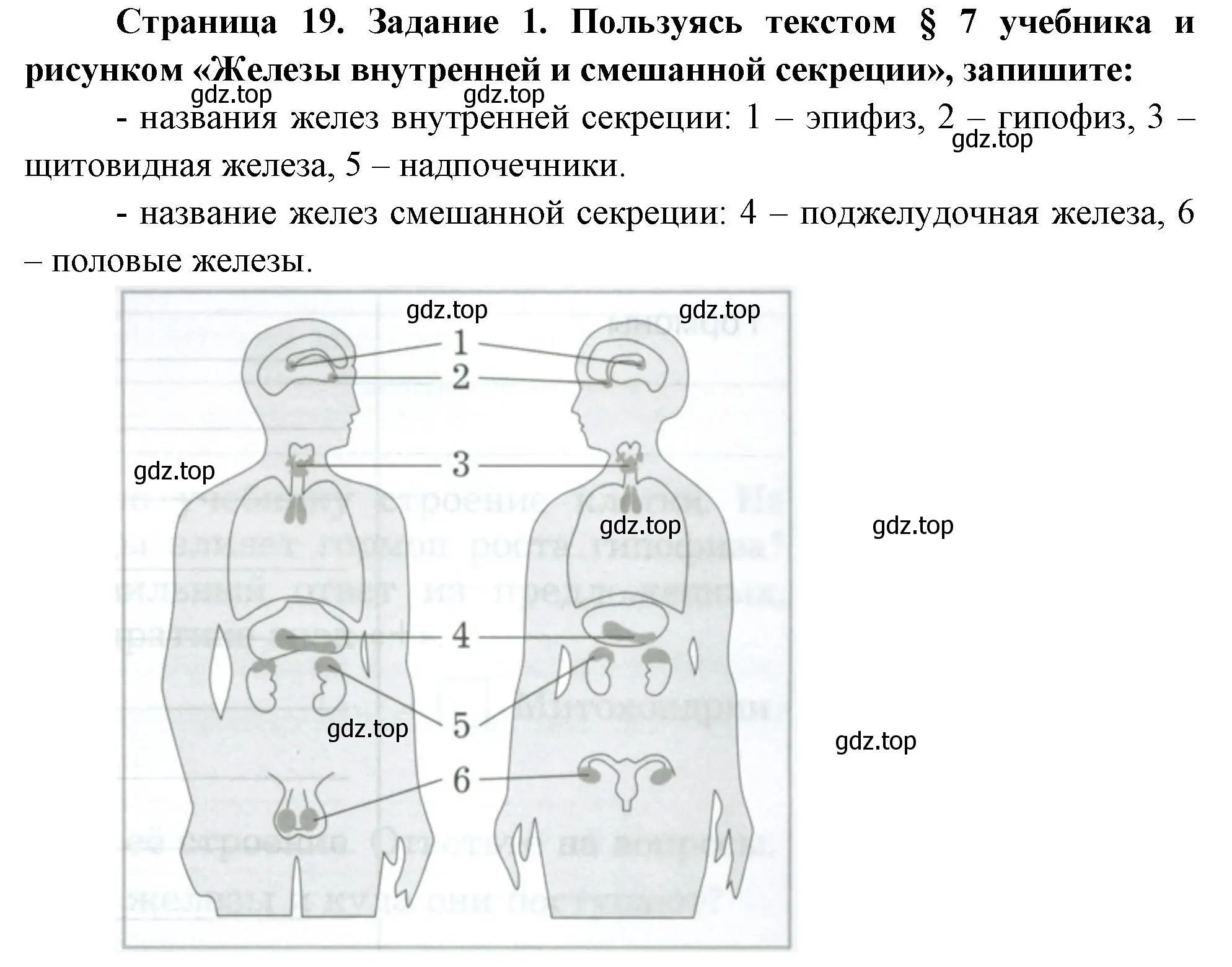 Решение  Задание 1 (страница 19) гдз по биологии 9 класс Драгомилов, Маш, рабочая тетрадь 1 часть