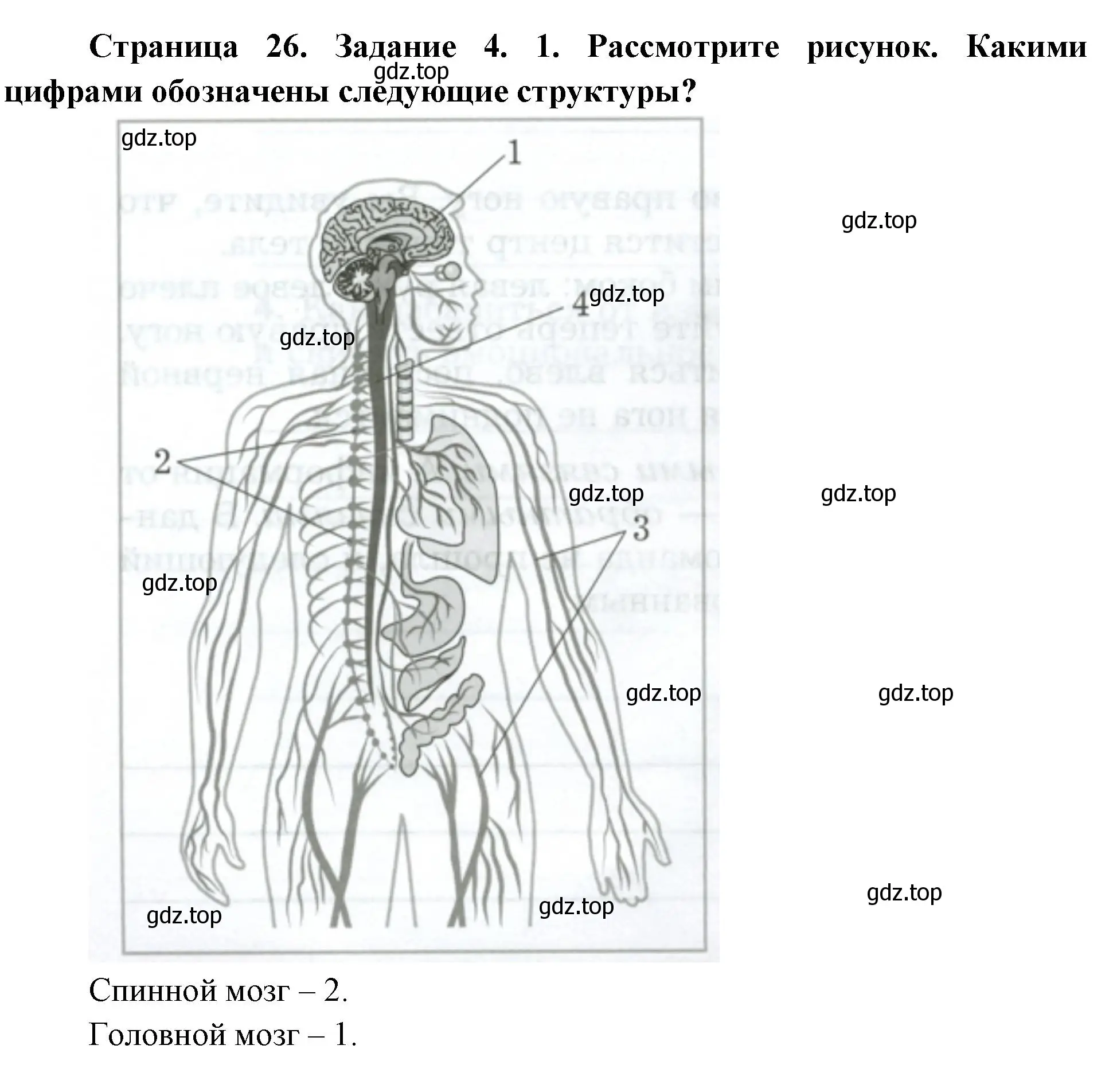 Решение  Задание 4 (страница 26) гдз по биологии 9 класс Драгомилов, Маш, рабочая тетрадь 1 часть