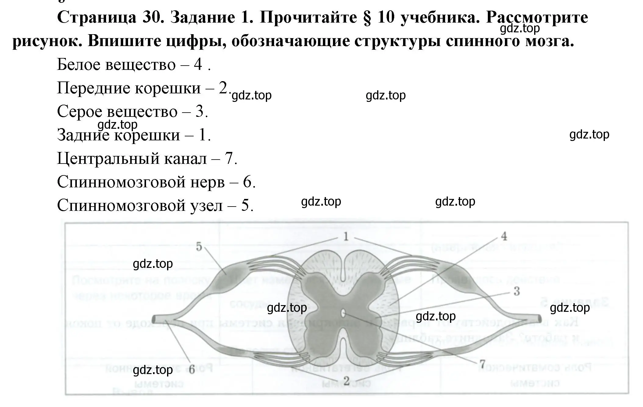 Решение  Задание 1 (страница 30) гдз по биологии 9 класс Драгомилов, Маш, рабочая тетрадь 1 часть