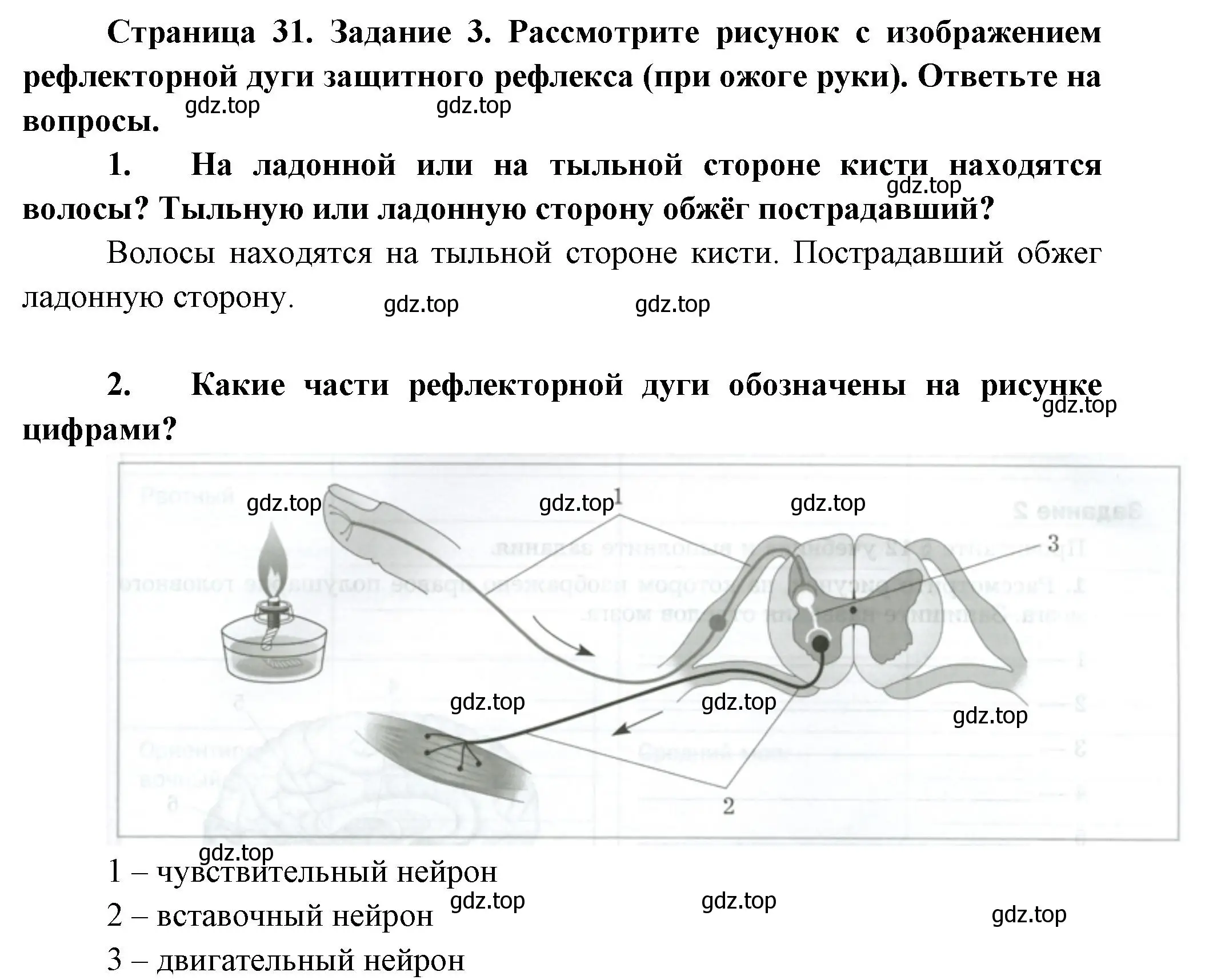 Решение  Задание 3 (страница 31) гдз по биологии 9 класс Драгомилов, Маш, рабочая тетрадь 1 часть